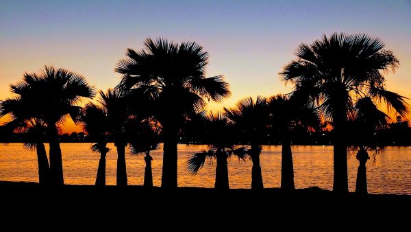 Palmtrees Swaying in the Sunset